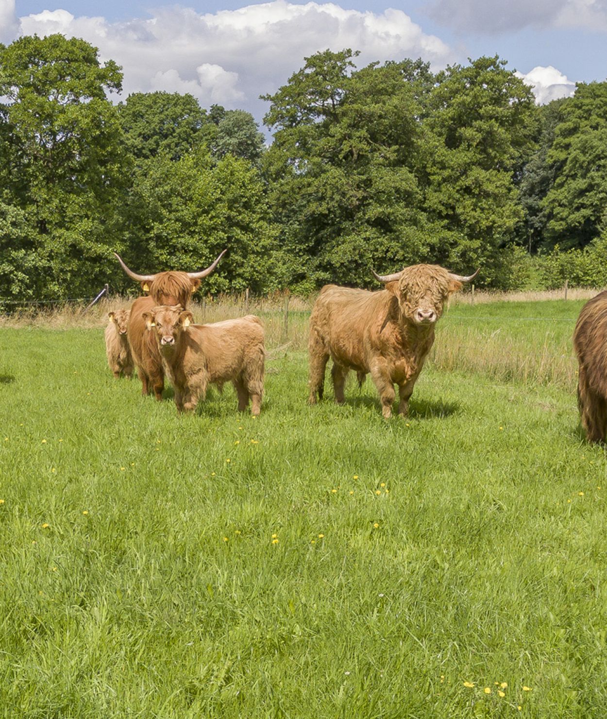 Hochlandrinder auf der Weide am Ferienhof Vielstedt
