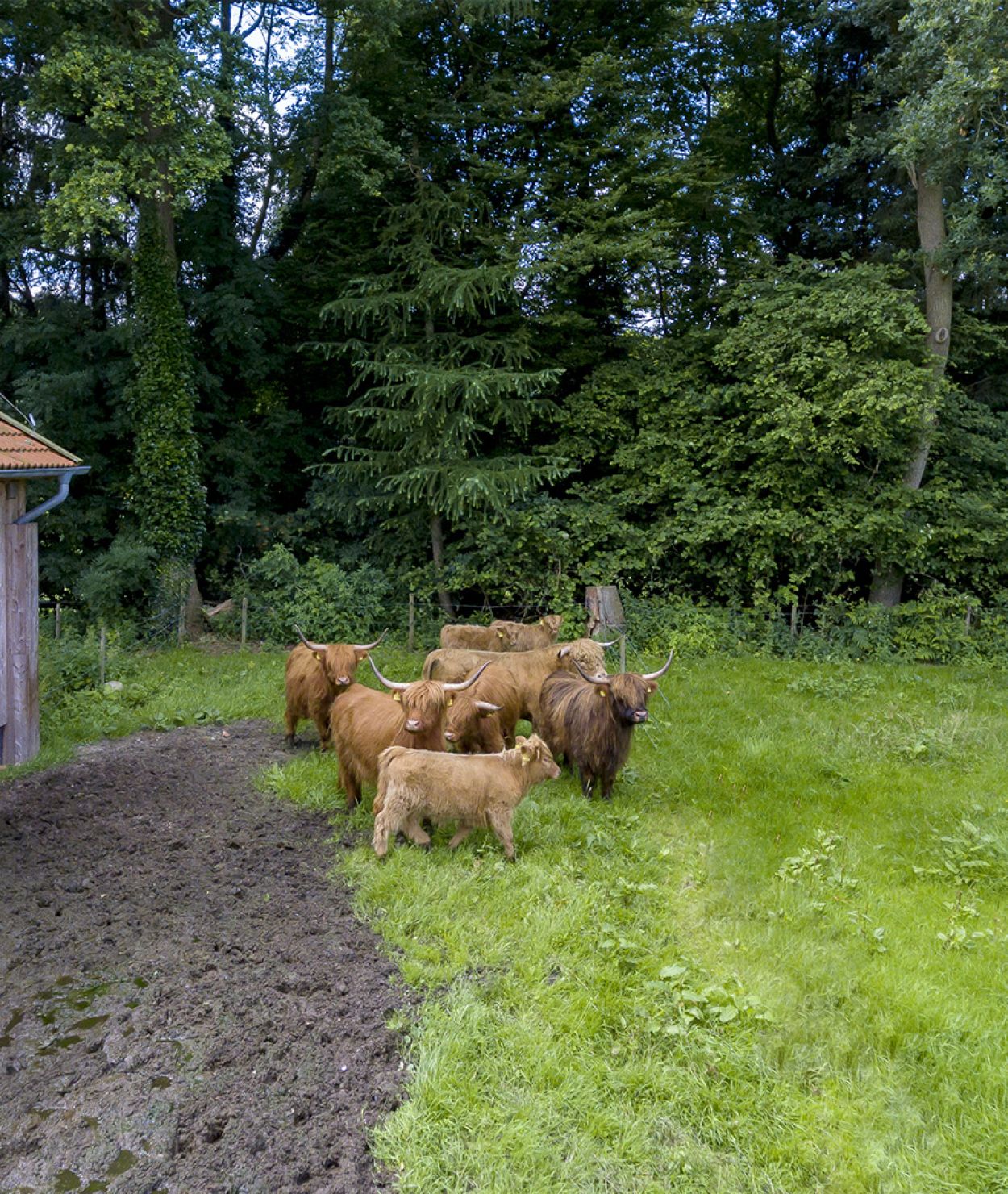 Hochlandrinder in Hude