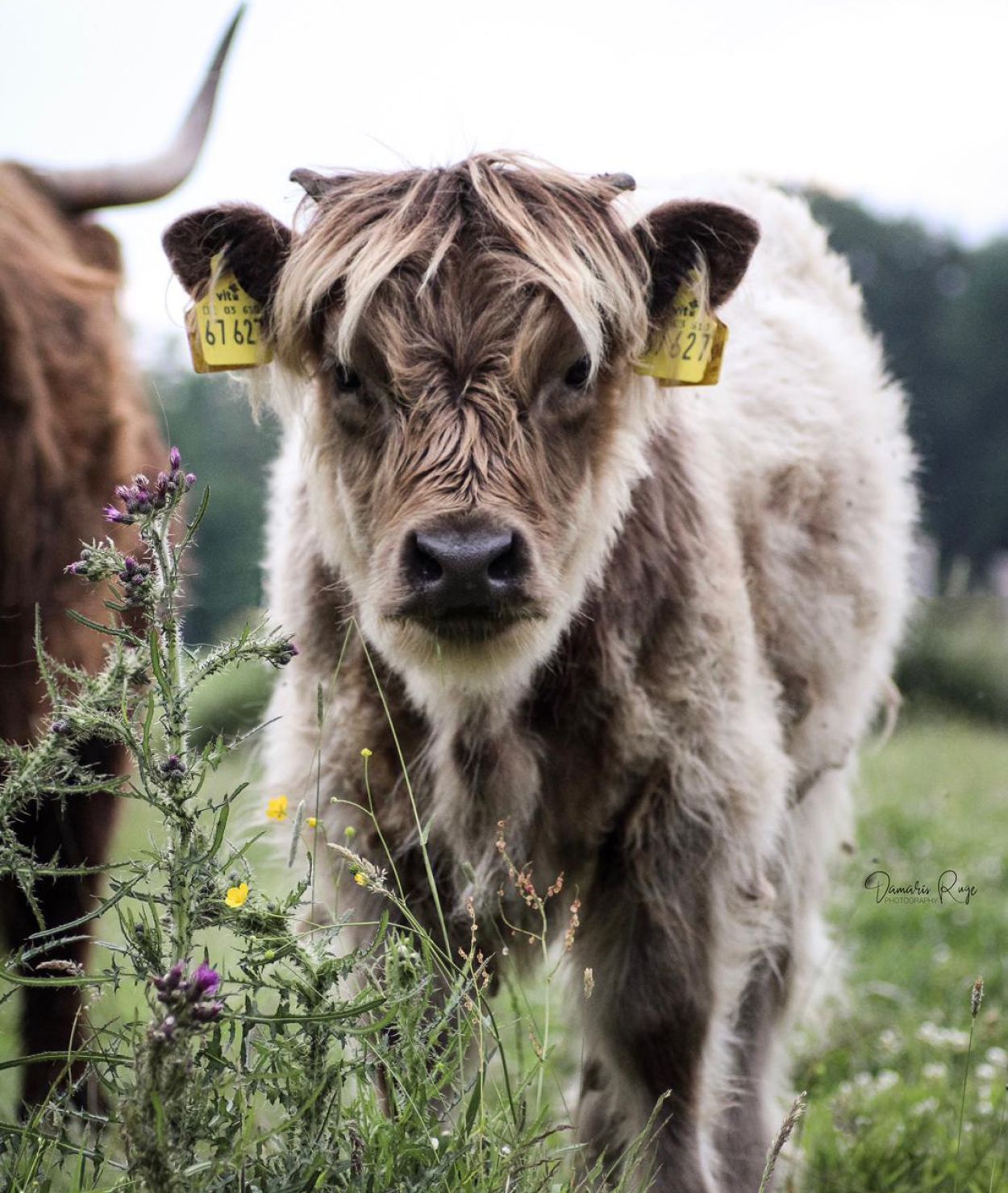 Kalb auf der Weide