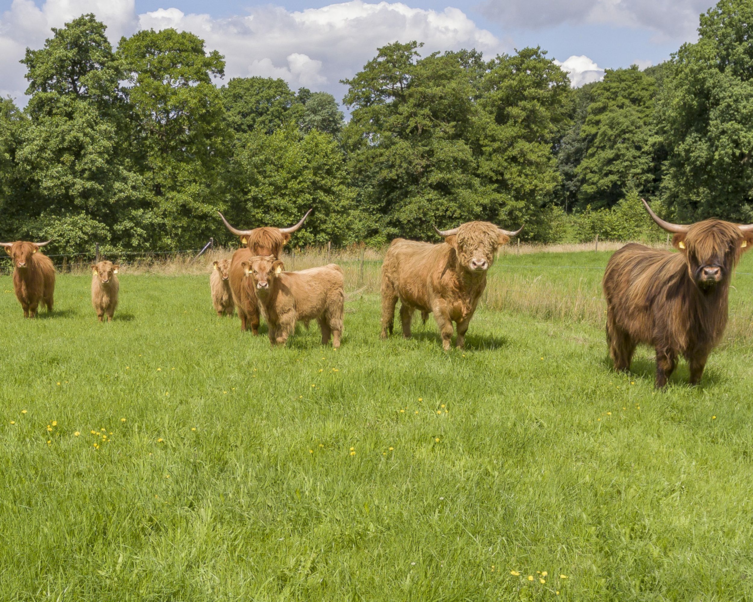 Hochlandrinder auf der Weide am Ferienhof Vielstedt